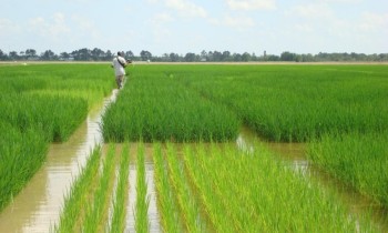 مصر تقرر زيادة مساحة زراعة الأرز لخفض فاتورة الواردات