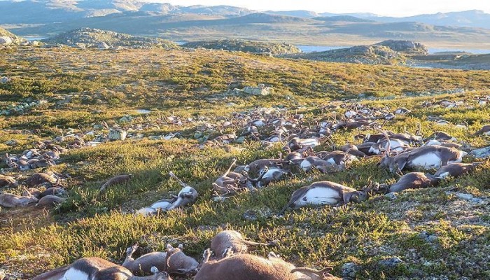 صاعقة رعدية تقتل أكثر من 300 حيوان من فصيلة الرنة وسط النرويج