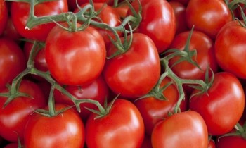 الطماطم الفاسدة تكبد مزارعي مصر خسائر بـ 138 مليون دولار