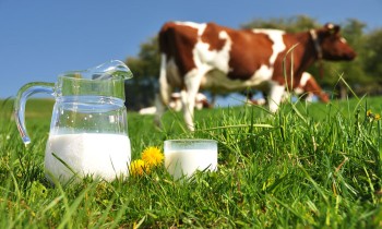 الحليب ومشتقاته لا تلعب دورا في إصابة الأطفال بالسمنة