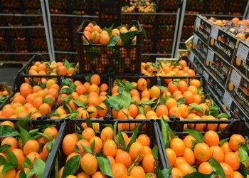 ارتفاع صادرات مصر الزراعية لأكثر من 4.7 مليون طن