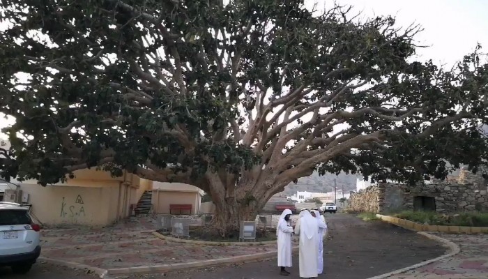 شاهد شجرة تين سعودية عمرها 4 قرون تنشطر فجأة الخليج الجديد