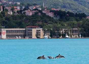 كورونا يسمح بظهور دلافين البوسفور بإسطنبول