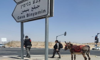 إسرائيل تعتقل حمارا في قرية بالقدس.. وسخرية واسعة (صور)