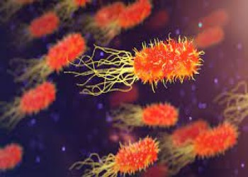 دراسة: وفيات البكتيريا الخارقة تتجاوز الإيدز والملاريا في 2019