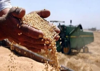 مسؤول بحريني: مخزون القمح يكفي 4 أشهر ونصف