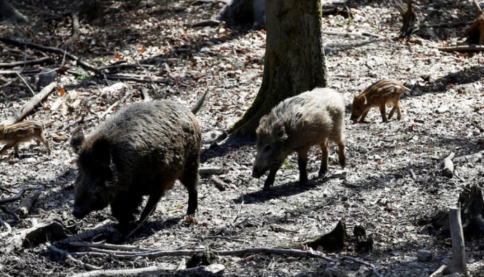 حديقة حيوانات ألمانية تغير اسم "الخنزير بوتين"