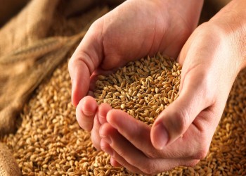 الغزو الروسي يفقد أوكرانيا ثلث إنتاجها من القمح