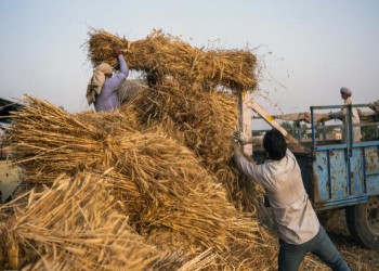 ضربة جديدة لأمن الغذاء العالمي.. الهند تفرض قيودا على صادرات القمح