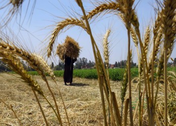 مباحثات مصرية مع الهند لإعفائها من حظر تصدير القمح