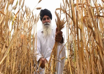 الهند تتخذ قرارا جديدا بشأن تصدير القمح لمصر