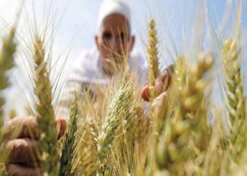 مصر: احتياطي القمح يكفي 4.1 أشهر