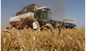 البحرين: مخزون القمح يكفينا حتى يناير 2023