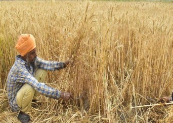 الكويت تسعى لإقناع الهند باستثنائها من حظر تصدير القمح