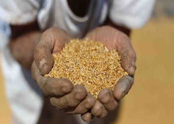 مع تفاقم الجوع.. مزارعون يحذرون من نقص المحاصيل في السودان