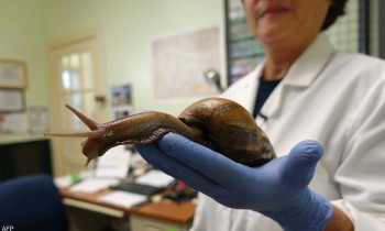 تضر الإنسان والبيئة.. حلزونات بحجم الفأر تغزو فلوريدا الأمريكية