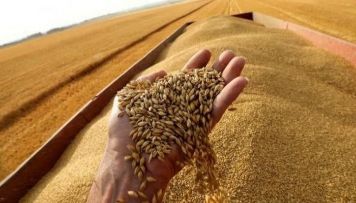 انخفاض أسعار القمح الروسي مع حصد المحصول الجديد وخفض ضريبة التصدير