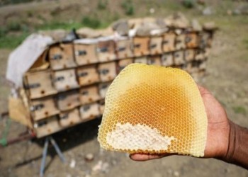 العسل اليمني.. بين مرارة الحرب وتبعات التغير المناخي