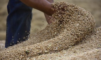 بنسبة 67%.. انخفاض محصول الحبوب بالمغرب إلى 3.4 ملايين طن