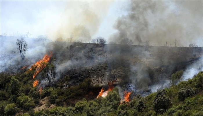 الجزائر.. حرائق غابات مدمرة تقتل 38 شخصا