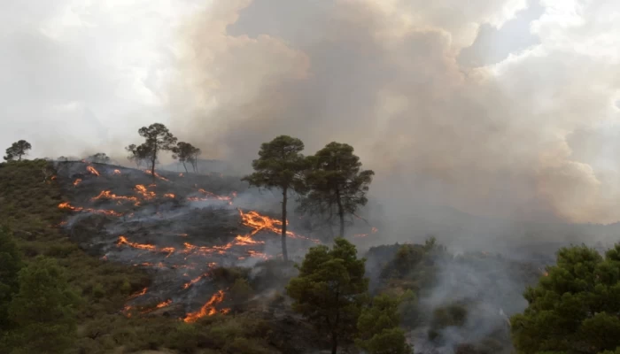 الجزائر.. حصيلة ضحايا حرائق الغابات ترتفع إلى 41 قتيلا