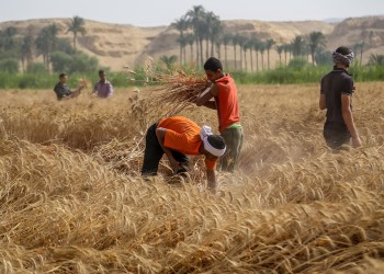 مصر.. احتياطي القمح يكفي 6 أشهر ونصف