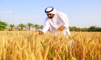 السعودية تشتري نحو 556 ألف طن من القمح