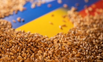 بيانات رسمية: صادرات الحبوب الأوكرانية تتراجع 46%
