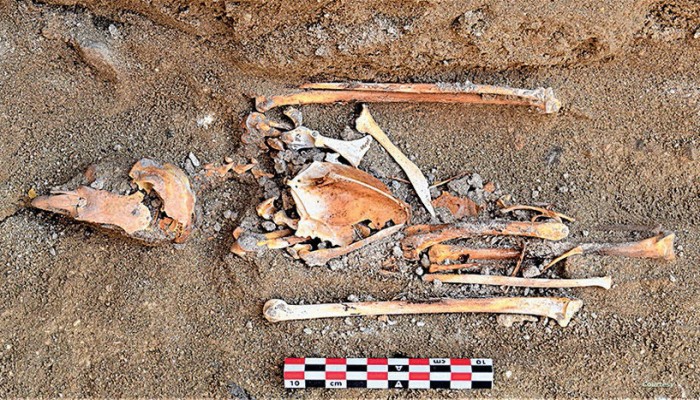 اكتشاف مقبرة أثرية لصقور محنطة مقطوعة الرأس بمصر