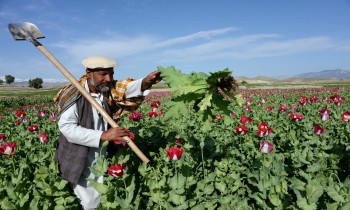 الأمم المتحدة: زراعة الأفيون في أفغانستان زادت بمقدار الثلث رغم حظر طالبان