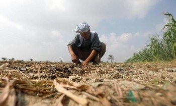 تقرير يدق ناقوس الخطر.. هل تخسر مصر 30% من إنتاجها الغذائي؟
