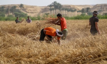 احتياطيات مصر من القمح تكفي أكثر من 5 أشهر