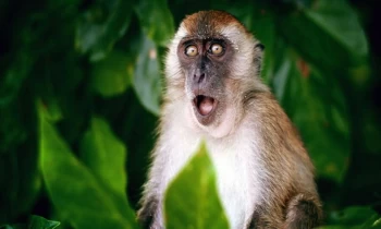 الصحة العالمية تغير اسم "جدري القرود" إلى هذا الاسم