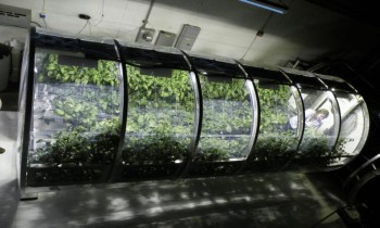شركة إماراتية تخطط لزراعة البذور في الفضاء.. ما هدفها؟
