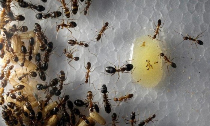 دراسة تكشف قدرة النمل على تشخيص السرطان.. كيف ذلك؟