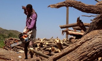 اليمن.. أزمة الوقود تجبر السكان على قطع الأشجار