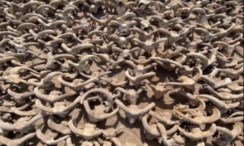 تعود لما قبل الميلاد.. مصر تكتشف 2000 من رؤوس الكباش المحنطة (صور)